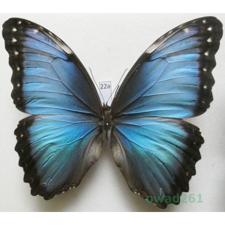 Morpho peleides Kollar, 1850 male Columbia 108mm22a